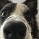 Nooky